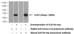 IL32 Antibody in Western Blot (WB)