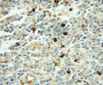 UBE2A Antibody in Immunohistochemistry (Paraffin) (IHC (P))