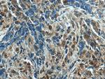 UBE2A Antibody in Immunohistochemistry (Paraffin) (IHC (P))