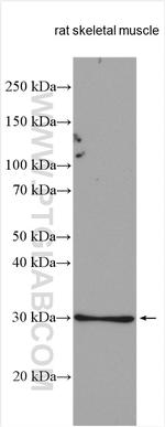 UCP2 Antibody in Western Blot (WB)