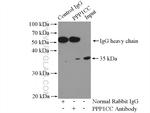 PPP1CC Antibody in Immunoprecipitation (IP)