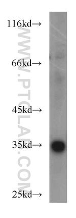 PPP1CC Antibody in Western Blot (WB)