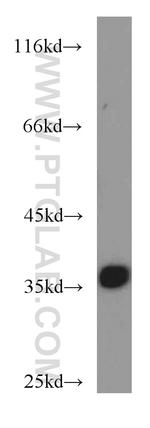 PPP1CC Antibody in Western Blot (WB)