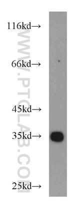 PPP1CC Antibody in Western Blot (WB)