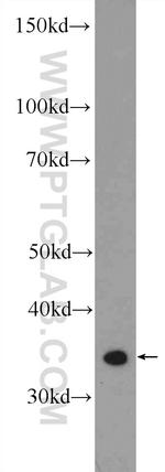 PPP1CC Antibody in Western Blot (WB)