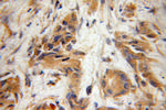 IFT57 Antibody in Immunohistochemistry (Paraffin) (IHC (P))