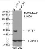 IFT57 Antibody in Western Blot (WB)