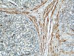 IFT57 Antibody in Immunohistochemistry (Paraffin) (IHC (P))