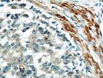 IFT57 Antibody in Immunohistochemistry (Paraffin) (IHC (P))