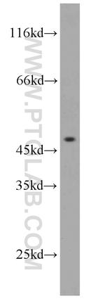 IFT57 Antibody in Western Blot (WB)