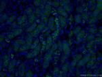 PARD3 Antibody in Immunohistochemistry (PFA fixed) (IHC (PFA))