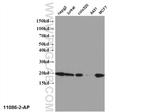 NME1 Antibody in Western Blot (WB)