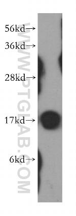 NME1 Antibody in Western Blot (WB)