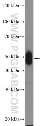 IRSp53 Antibody in Western Blot (WB)