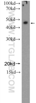 NFE2 Antibody in Western Blot (WB)