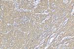 EMAP II Antibody in Immunohistochemistry (Paraffin) (IHC (P))