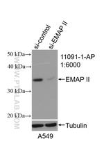 EMAP II Antibody in Western Blot (WB)