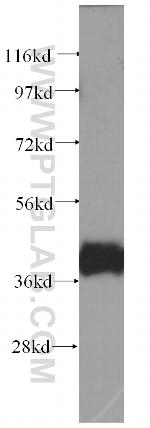 CCDC5 Antibody in Western Blot (WB)