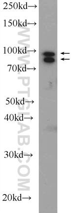 OSBP Antibody in Western Blot (WB)