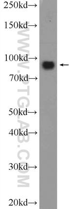 OSBP Antibody in Western Blot (WB)