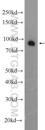 OSBP Antibody in Western Blot (WB)