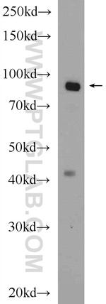 OSBP Antibody in Western Blot (WB)