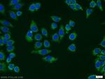 SHMT2 Antibody in Immunocytochemistry (ICC/IF)