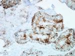 Hsp60 Antibody in Immunohistochemistry (PFA fixed) (IHC (PFA))