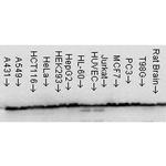 Hsp60 Antibody in Western Blot (WB)