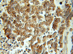 Arrestin C Antibody in Immunohistochemistry (Paraffin) (IHC (P))