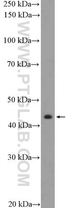 Arrestin C Antibody in Western Blot (WB)