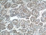 Rab23 Antibody in Immunohistochemistry (Paraffin) (IHC (P))