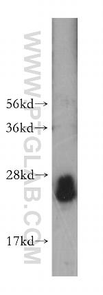 Rab23 Antibody in Western Blot (WB)