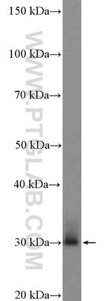 Rab23 Antibody in Western Blot (WB)