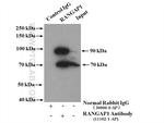 RANGAP1 Antibody in Immunoprecipitation (IP)