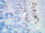 Hsp90 alpha Antibody in Immunohistochemistry (PFA fixed) (IHC (PFA))