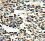 GATA2 Antibody in Immunohistochemistry (Paraffin) (IHC (P))