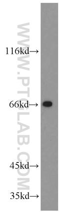 GATA2 Antibody in Western Blot (WB)