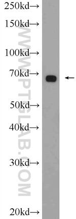 GATA2 Antibody in Western Blot (WB)