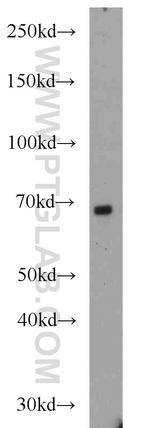 GATA2 Antibody in Western Blot (WB)