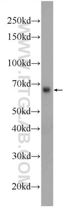 GATA2 Antibody in Western Blot (WB)