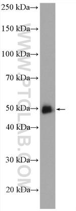 GATA2 Antibody in Western Blot (WB)