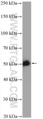 GATA2 Antibody in Western Blot (WB)