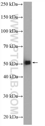 GATA2 Antibody in Western Blot (WB)