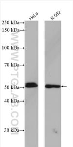 GATA2 Antibody in Western Blot (WB)