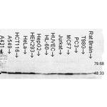 FKBP52 Antibody in Western Blot (WB)