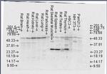 FKBP52 Antibody in Western Blot (WB)