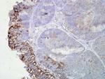 Hsp90 Antibody in Immunohistochemistry (PFA fixed) (IHC (PFA))