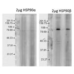 Hsp90 beta Antibody in Western Blot (WB)