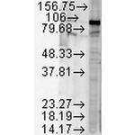 Hsp90 beta Antibody in Western Blot (WB)